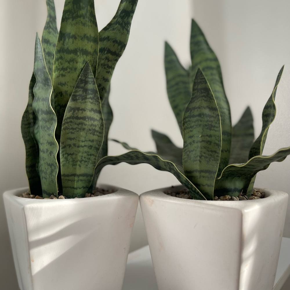 🎉🎉🎉Artificial Potted Plant Home Decor (2) Combo